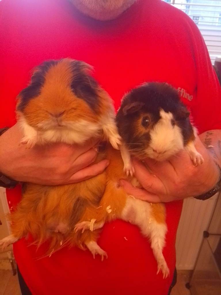 Male guinea pigs 