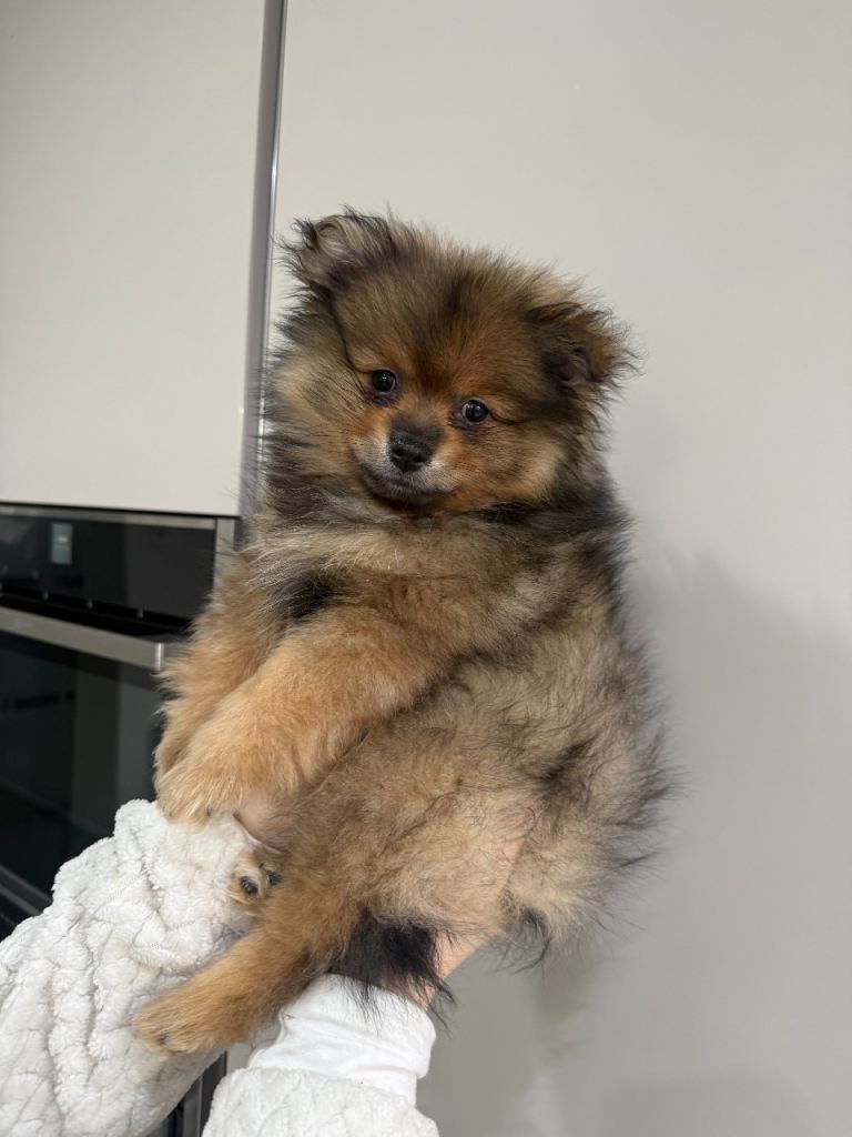 ✨ Beautiful Pomeranian Puppy Looking for a Loving Home ✨