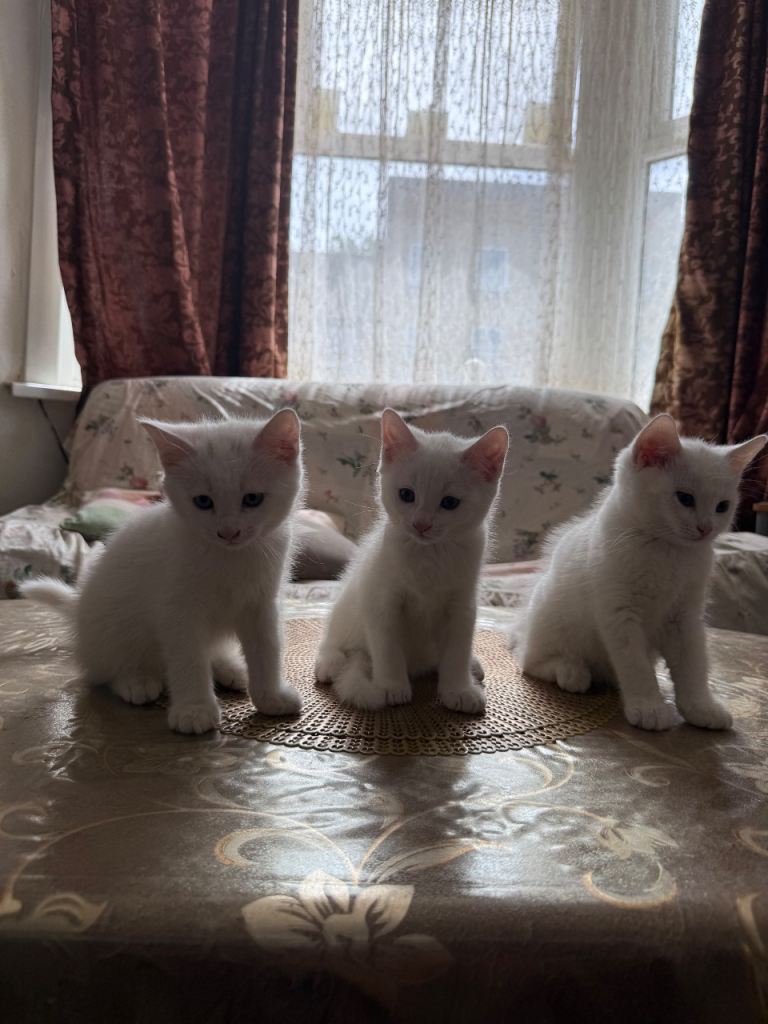 White Kittens 
