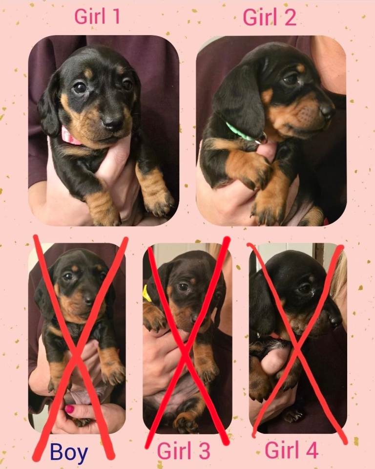 2 Left! Black & Tan Dachshund puppies