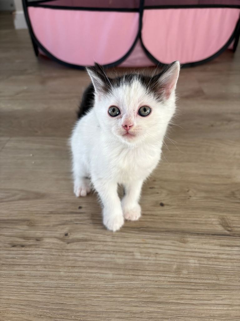 Kittens