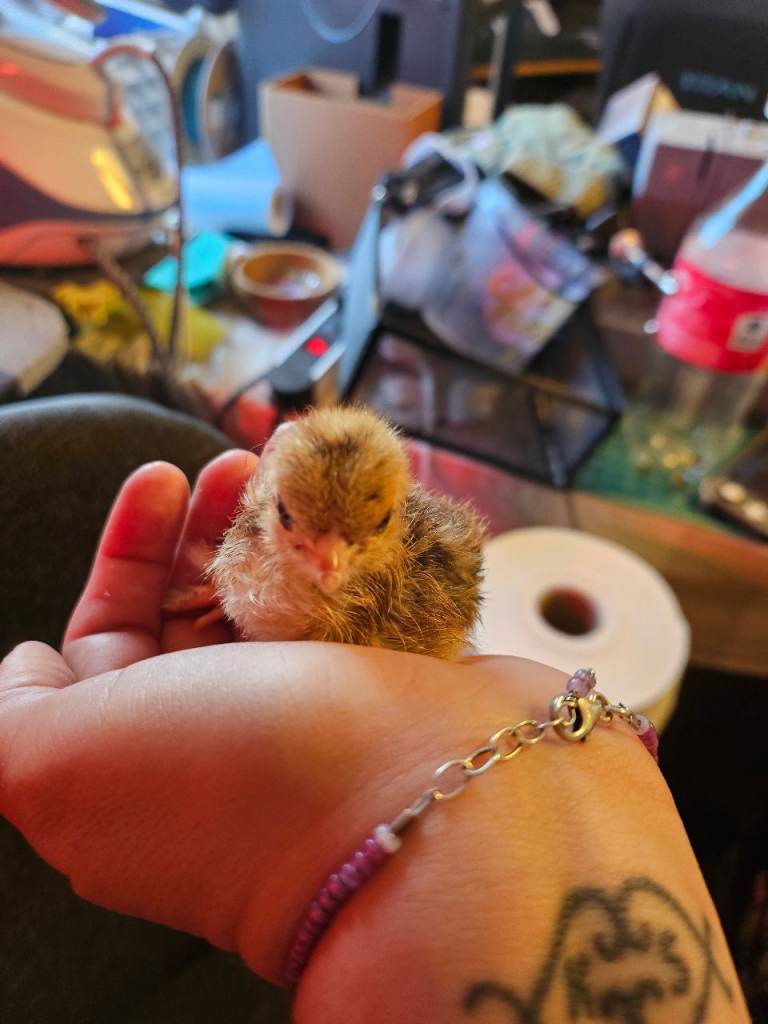 1 day old pekin bantams x 10