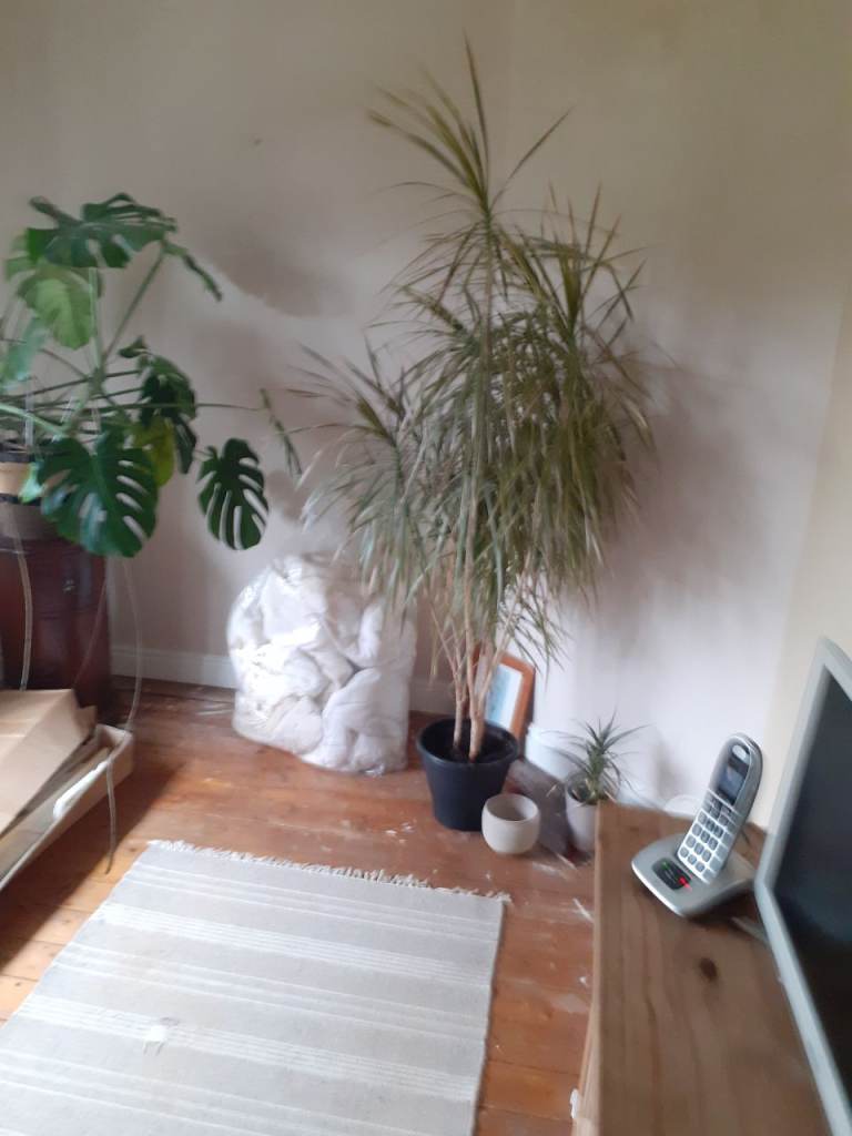 PLANTS AND HOUSE ITEMS  FOR FREE .