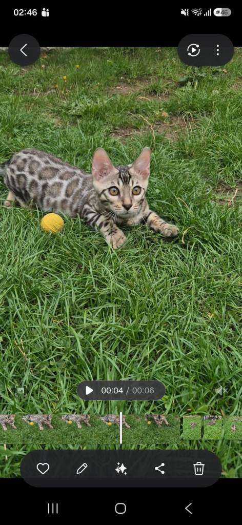 TICA registered Bengal kittens ready now! Don't miss out🥰 