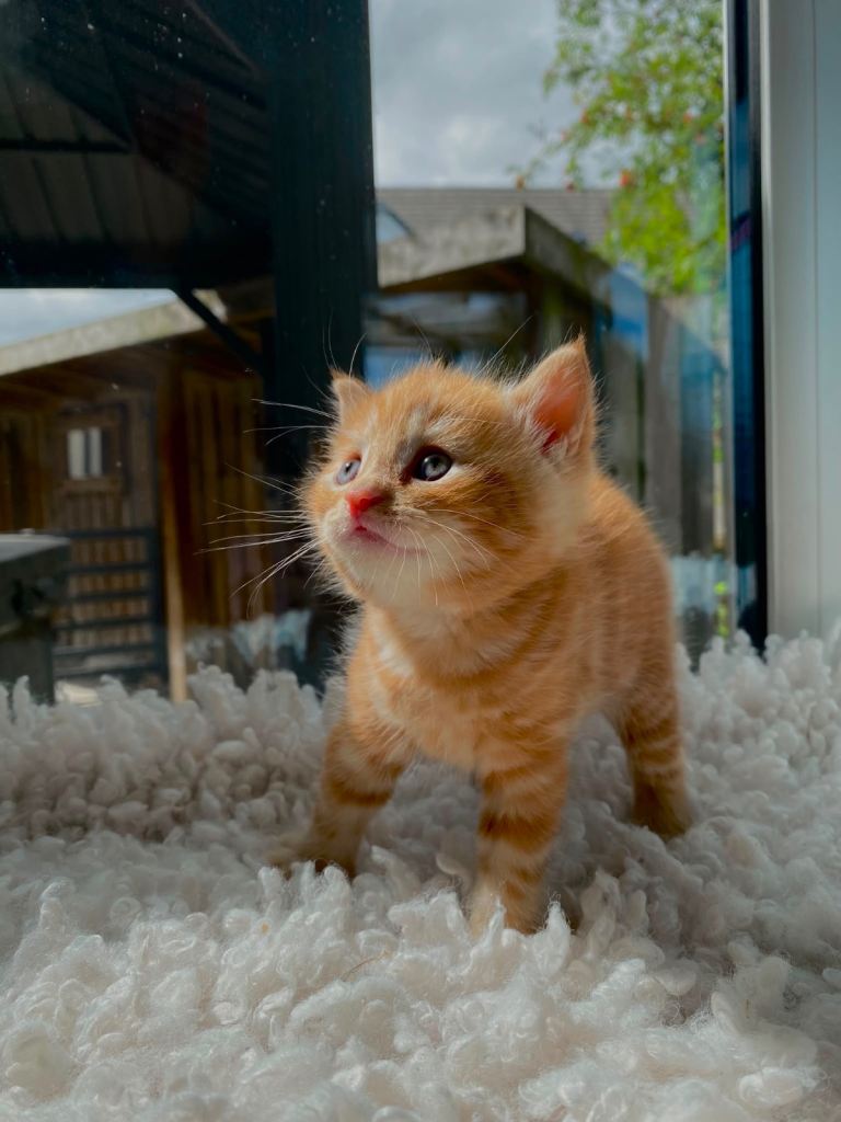 Kittens ready from 7th August 