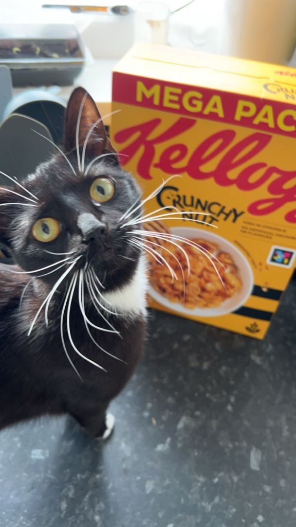 Mia is looking for a new home! 