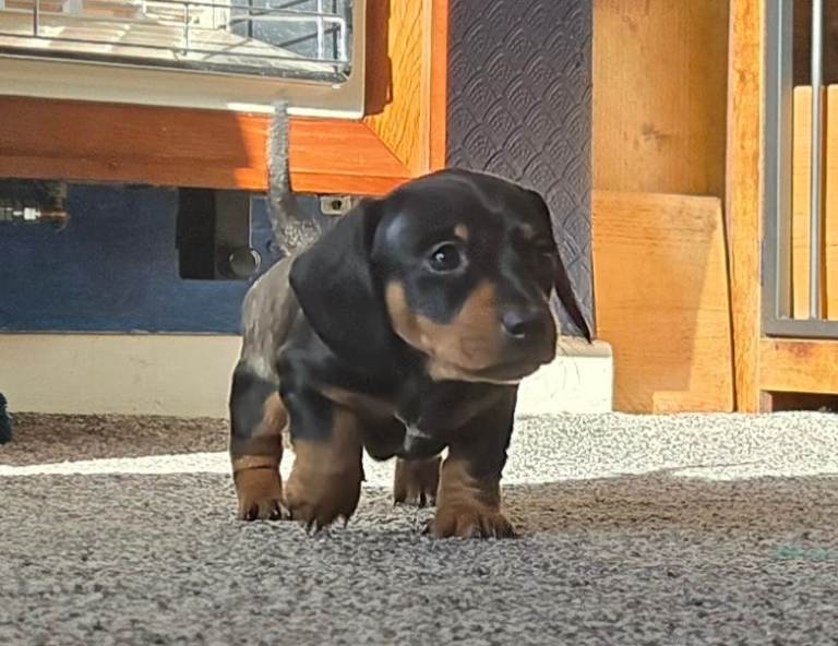 Belly Dragging Velociraptors