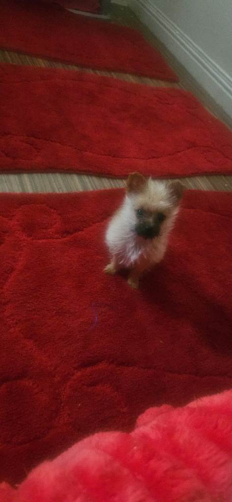 Full breed chihaua for sale