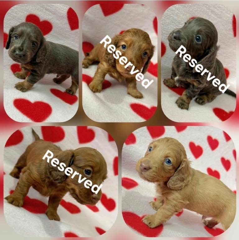 *ONLY 2 BOYS LEFT!!! FOR SALE -£1200* Miniature Long Haired Dachshunds 