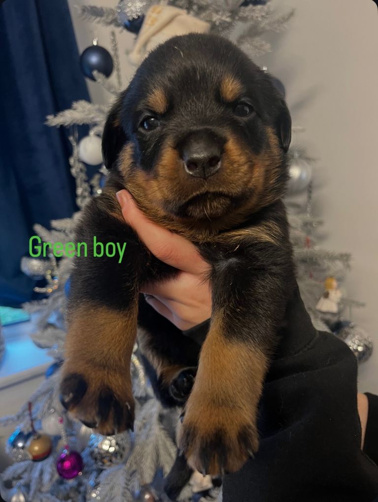 -Beautiful Rottweiler puppies (Burton on Trent)