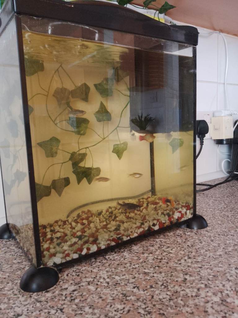 Little fish tank 12inchx12inch
