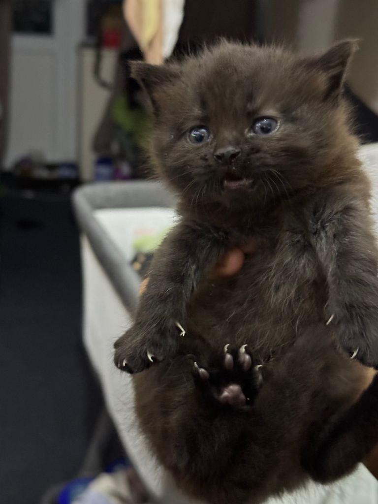 2 fluffy kitten available 