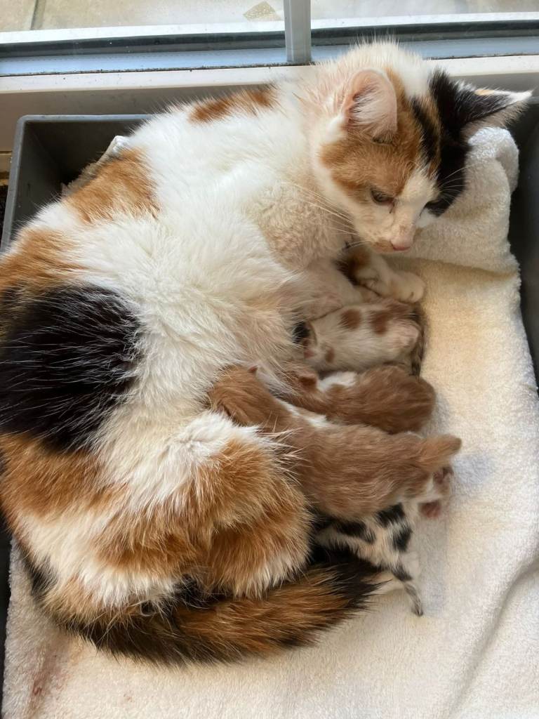 friendly, gentle, and loving kittens wanting their forever home/s 