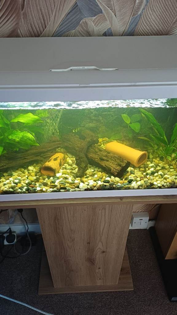 Baby bristlenose plecs 