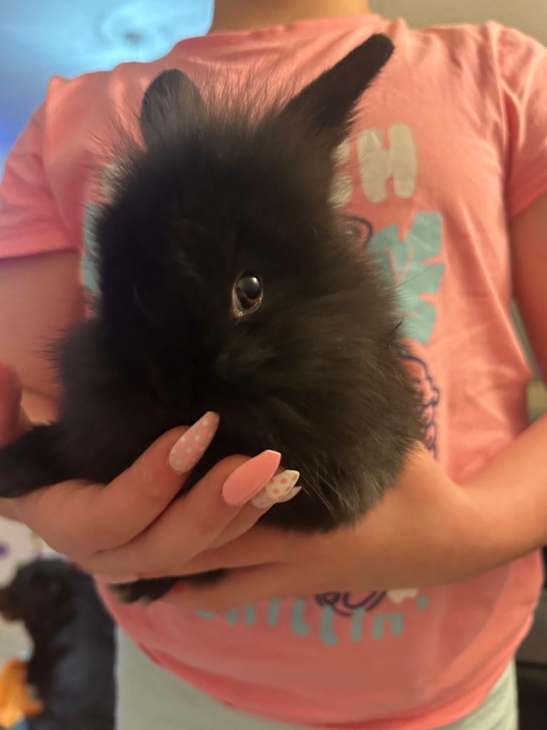 1x Mini lion lop bunnies left 