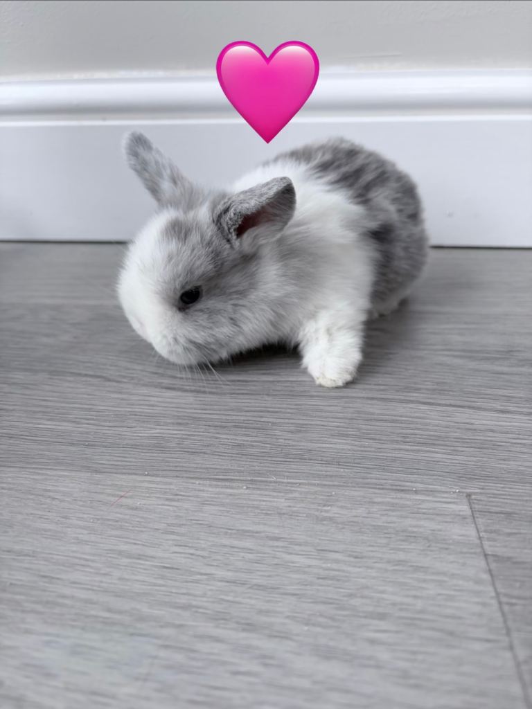 HOP Right Into Happiness — Bunnies for Sale!