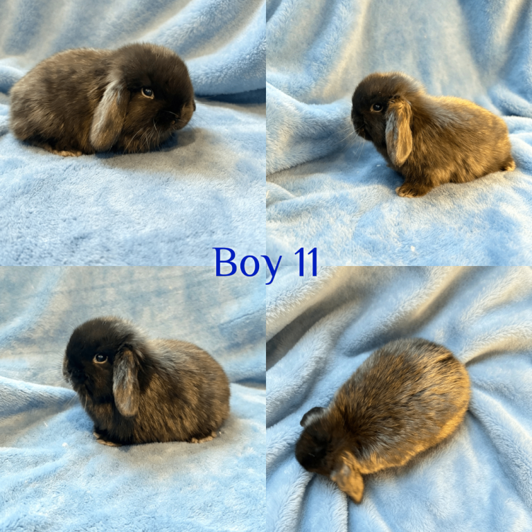 Baby Mini Lops Ready 08/08