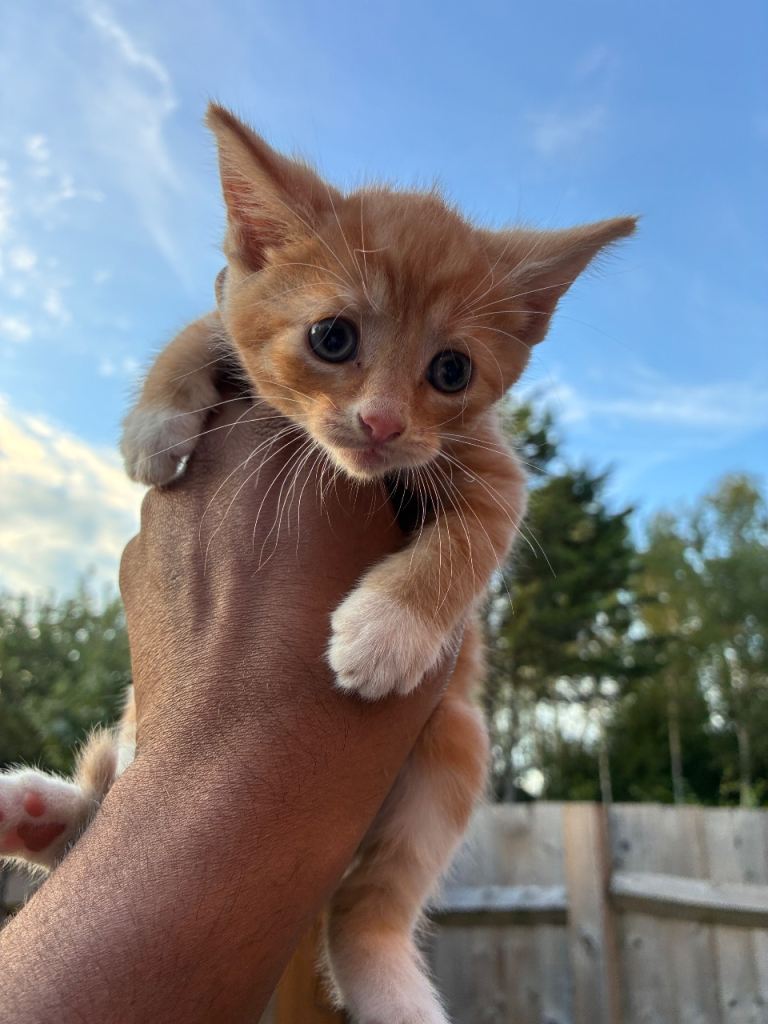 Ginger baby kitten BOY 