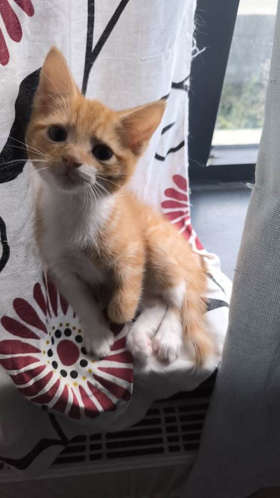 Ginger cat last one in litter