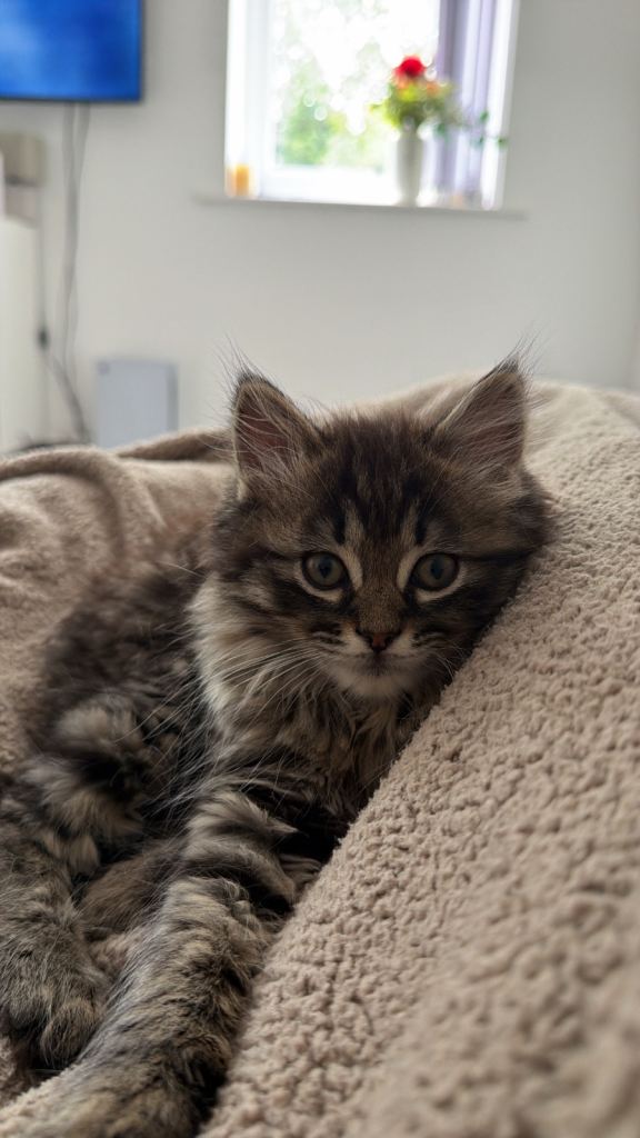 Adorable Persian cross Persian Exotic 11 week old Male kitten