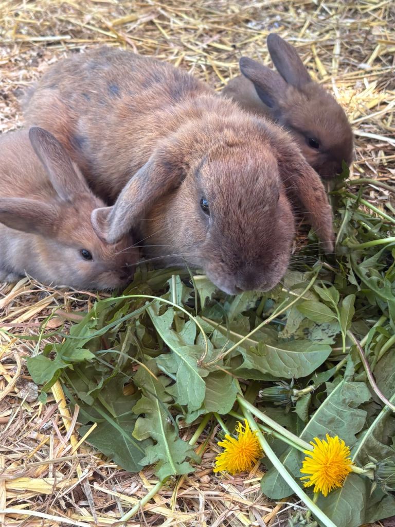 Mini lop cross 1yr old 