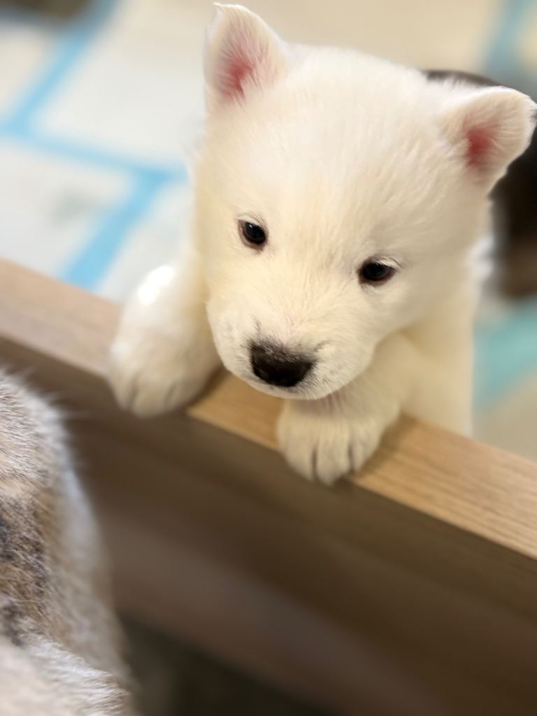 Samsky puppies husky x samoyed 