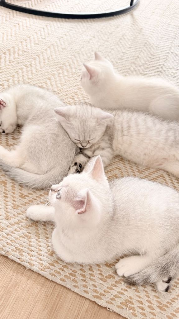 British Shorthair 