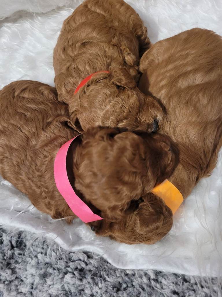 Cavapoo puppy for sale