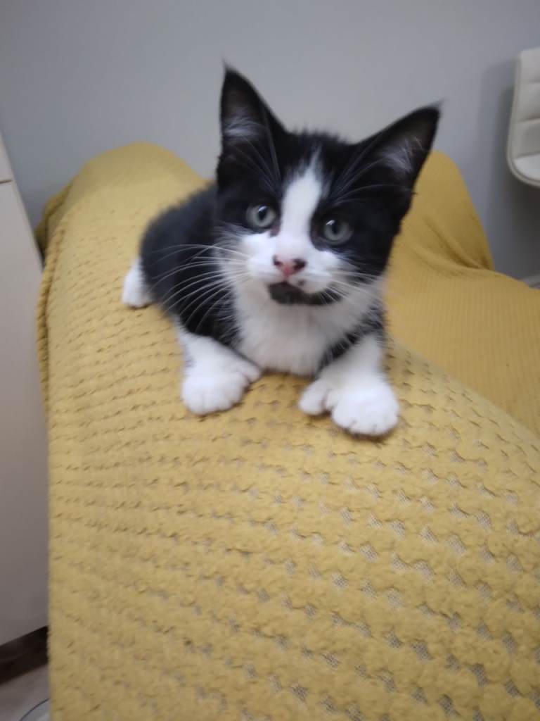 Hamingue kittens and mixed litter kittens