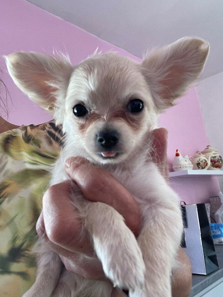 Chihuahua/maltese