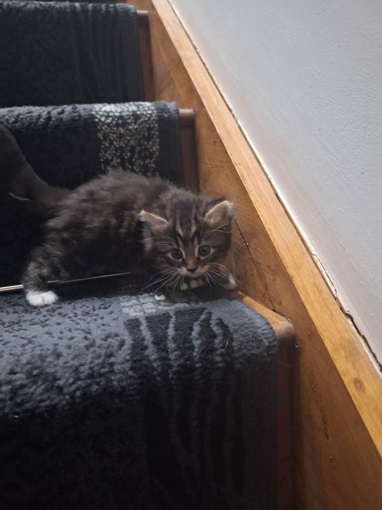 Tabby