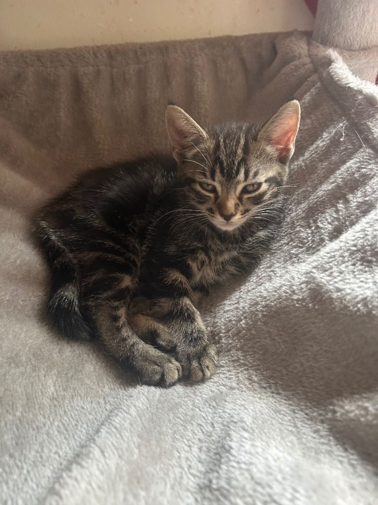2 Tonkinese x Tabby Kittens For Sale