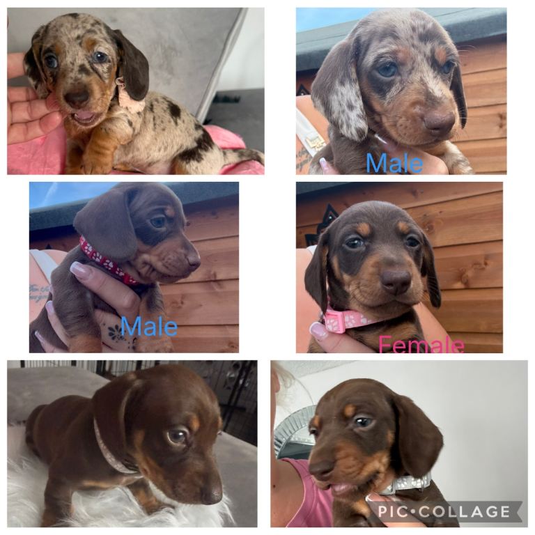 Miniature KC dachshunds puppies