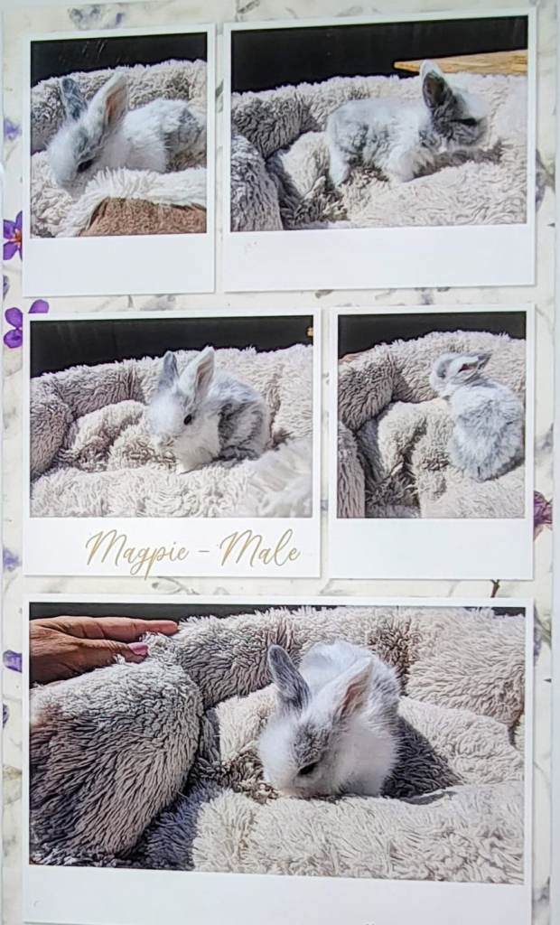 Double maned lionedhead bunnies