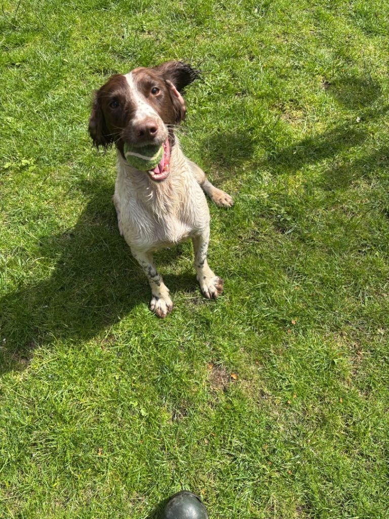 FTCH bred ESS bitch 3 years old