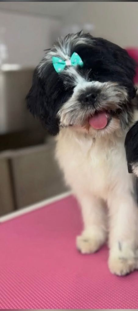 Shih Tzu puppy for sale
