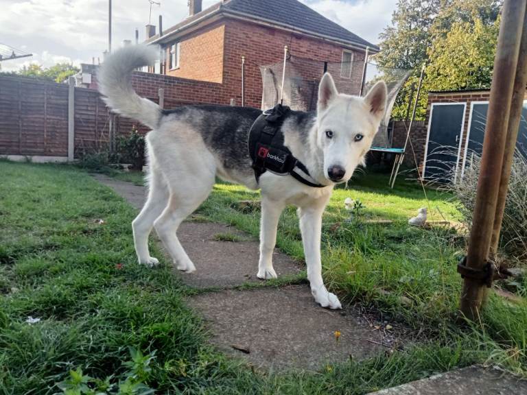 HUSKY 1yr old Male