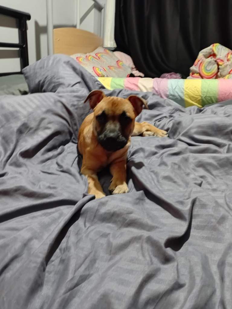 Belgium shepherd crossed staff puppy 