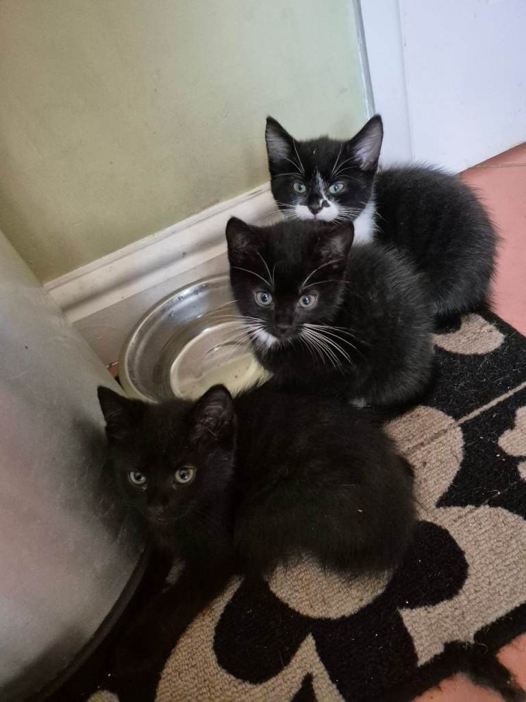 4 kittens 