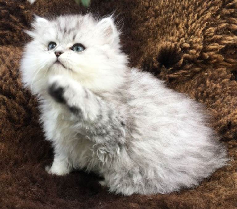 2 healthy, happy pure Persian kittens - ready to go