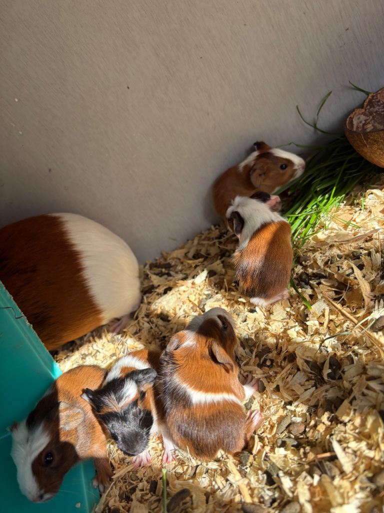Mixed litter of short haired guinea pigs 