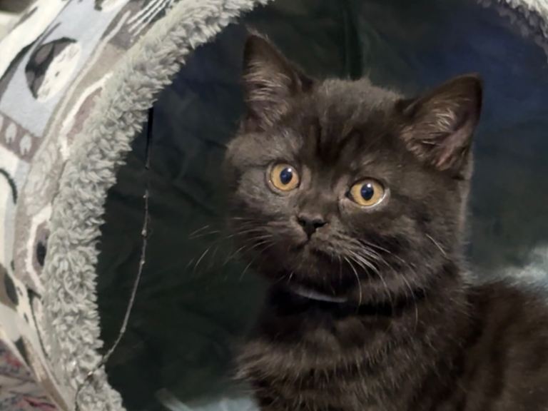Pedigree BSH
