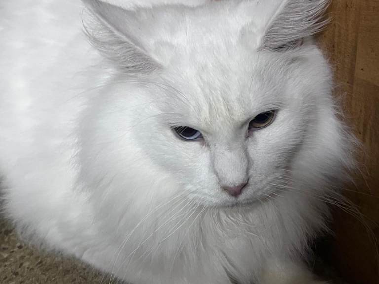 Entire pedigree female maine coon