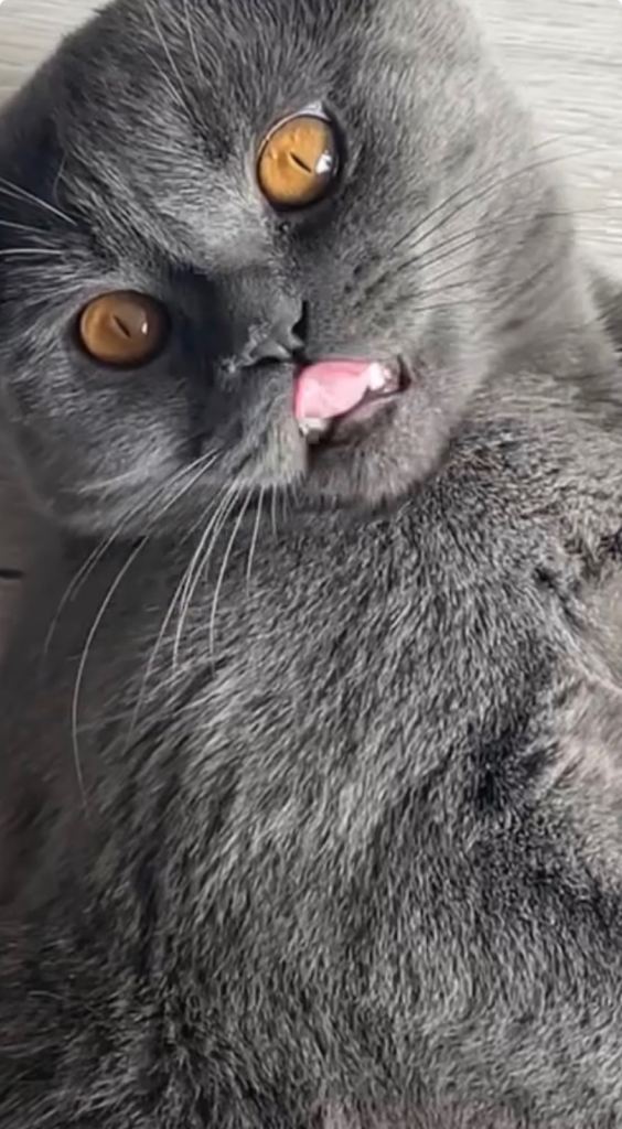 British short hair boy. 