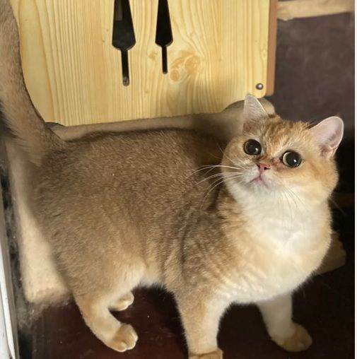 Full Pedigree TICA active registered British Shorthair