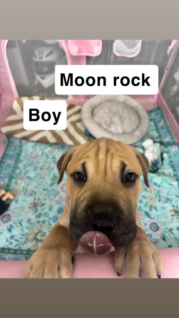 Puppies ready to leave