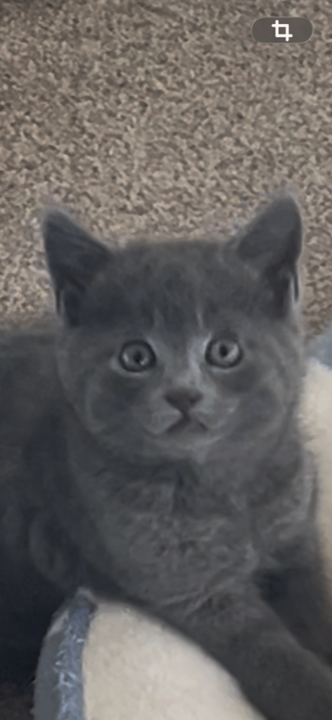 Stunning kittens 