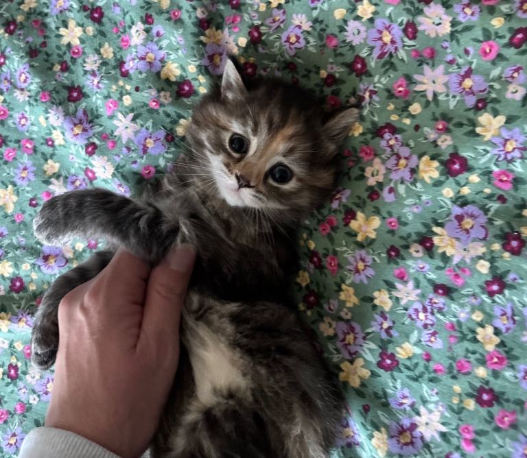 3 beautiful kittens