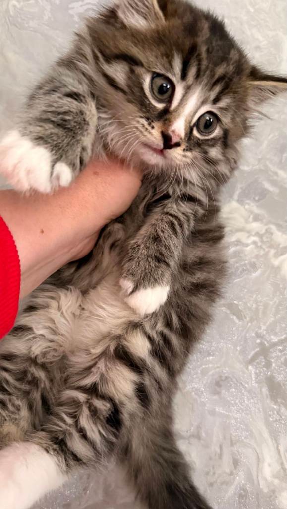 Male Kitten Beatifull ❤️