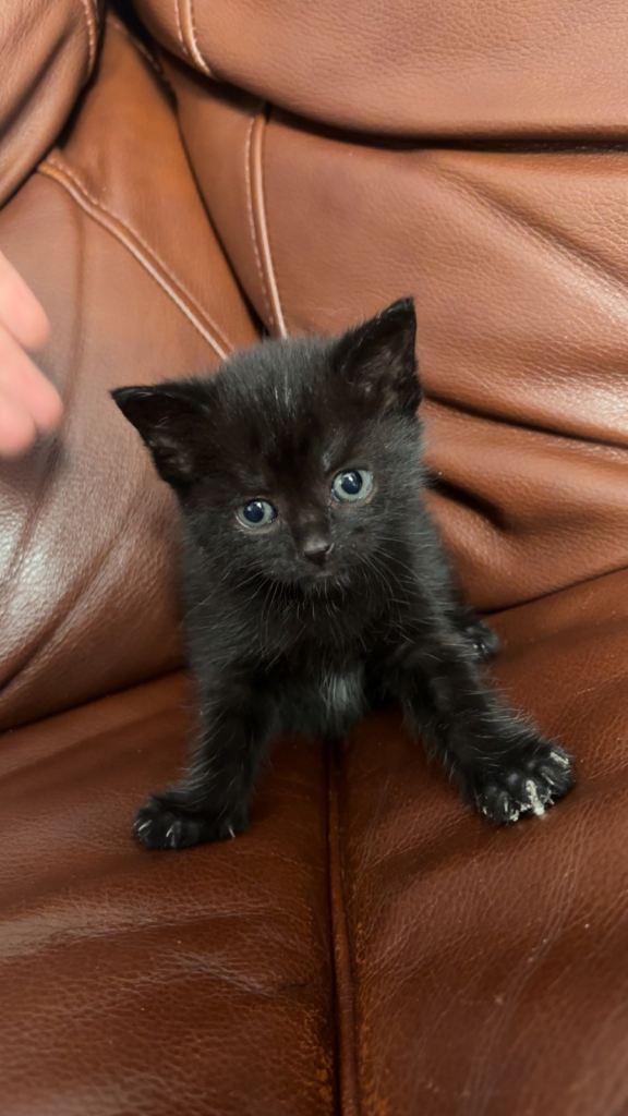 3 Kittens looking for a forever home ‼️